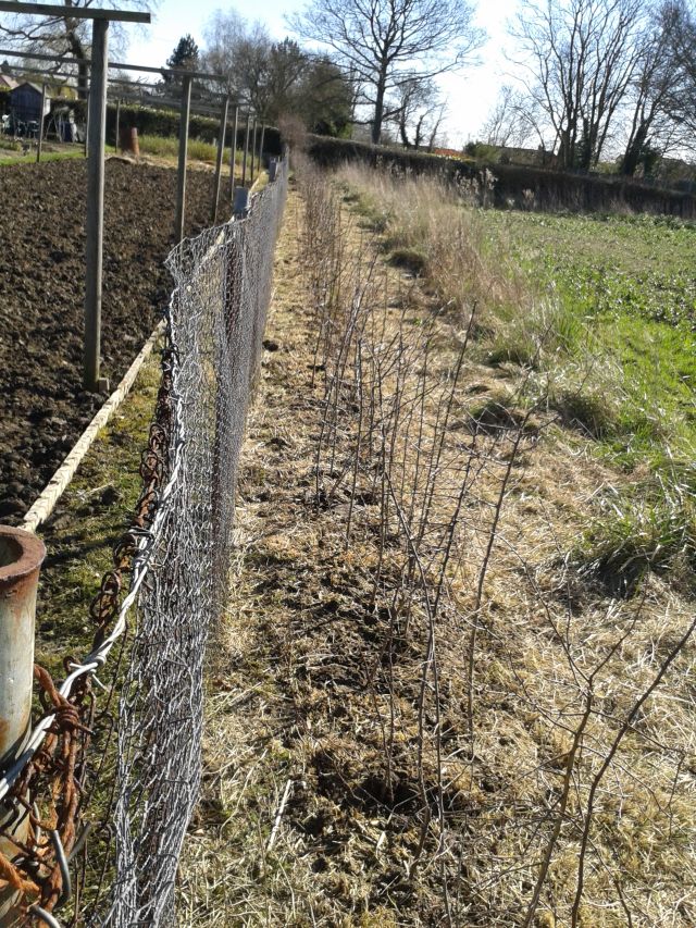 hedge Planting 15th March 2014